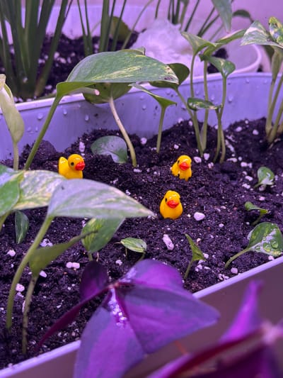 In Kolomna, Russia, a close-up shot captures a planter box filled with dark soil and lush green plants under purple lighting. Three small, bright yellow rubber ducks with orange beaks are partially submerged in the soil, adding a whimsical touch to the scene. Water droplets glisten on the leaves, indicating recent watering. The foreground features a vibrant purple plant with broad leaves, partially obscuring the planter and creating a layered effect. The overall impression is one of domestic tranquility and a hint of playful decoration within a home environment.