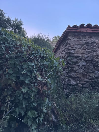 The image captures a stone building with a terracotta tiled roof, partially obscured by lush green ivy. The building's walls are constructed from irregular, grey stones, and its corner is visible in the right portion of the frame. The ivy covers a significant portion of the left side of the image, with some dry, brown leaves interspersed among the green foliage. In the background, trees are visible against a pale blue sky, suggesting an outdoor setting during twilight or early morning. The scene appears to be in Tordera, Spain. There are no people or animals visible in the image.