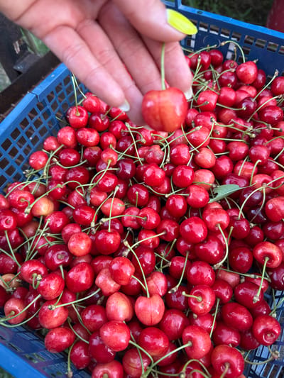 A person's hand, with a bright yellow fingernail, holds a ripe cherry above a blue plastic crate overflowing with fresh cherries. The crate is filled with numerous bright red cherries, many still attached to their green stems. The background is blurred, showing hints of green foliage and a dark wooden structure, suggesting an outdoor setting. The scene appears to be in Zornitsa, Bulgaria, likely during cherry season. The action depicted is the selection of a single cherry from a larger harvest.