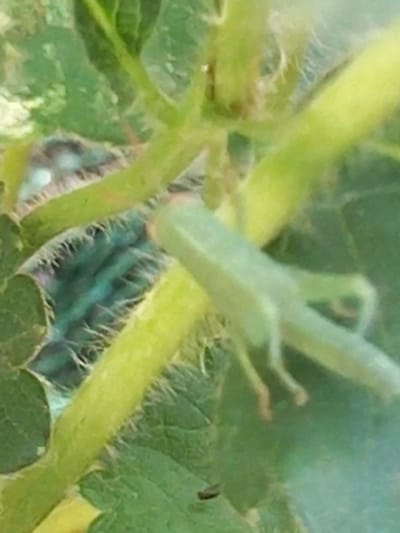 The image is a close-up, outdoor shot of a light green grasshopper perched on a fuzzy green stem, with other green foliage in the background. The grasshopper is facing towards the right of the frame. The scene is blurry, with a shallow depth of field. The location is not discernible from the image.