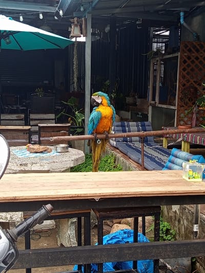 The scene depicts an outdoor or semi-outdoor seating area, characteristic of a cafe or restaurant, located in Pai, Thailand. A Blue-and-yellow Macaw (Ara ararauna), with distinct bright blue upper plumage and yellow-orange underparts, a white facial patch, and black markings, is the central subject. It is perched on a horizontal wooden beam, slightly right of the frame's center. A yellow chain is visible extending from the macaw's left leg.
In the immediate foreground, a silver motorcycle rearview mirror and a black handlebar grip are partially visible on the left. A light-colored wooden tabletop stretches across the lower center, beneath which a dark metal balustrade runs horizontally.
To the left of the macaw, a round, light-colored stone table with a blue and white checkered pattern supports a piece of natural wood and a small, round metallic bowl. Further left, dark chairs and tables are situated under a large, open turquoise umbrella, set against a dark corrugated metal wall.
To the right of the macaw, a long, low bench covered with dark blue and white striped cushions, including triangular backrests, is visible. A clear plastic container filled with small, colorful items rests on a smaller table further to the right, adjacent to a brown wooden lattice screen.
The overhead structure consists of a metal roof from which string lights, a wooden lantern, and strands of Spanish moss (Tillandsia usneoides) are suspended. The background features dark corrugated metal walls, various potted plants, and a section of blue tarp on the ground beneath the right seating area. No individuals are present in the image.