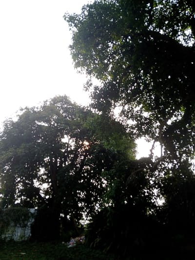 The image shows a low-angle view of trees with dense foliage, obscuring much of the sky. Sunlight filters through the leaves in some areas. Below the trees, there is a wall partially covered in vegetation on the left side. On the ground, there is some litter or debris. The image was taken in Kudawa, Sri Lanka, but no specific location or address is discernable based on the visual data. No people, subjects, or interactions are visible in the image.