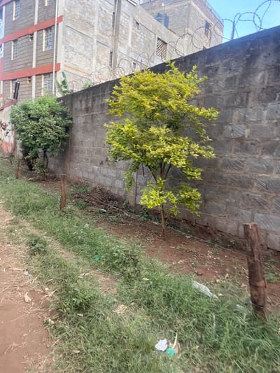 The image depicts an outdoor scene in what appears to be a peri-urban or urban environment, likely in Gitothua ward, Kenya.
In the foreground, the ground is a mix of bare, reddish-brown earth and patches of light green grass, with some weeds interspersed. Scattered litter, including white plastic bags and paper, is visible on the grassy areas. Two simple wooden posts are driven into the ground, with a thin wire stretched horizontally between them and extending further into the scene, possibly indicating a rudimentary fence line.
The mid-ground features a prominent, small, deciduous tree with vibrant, light green and yellowish foliage, suggesting new growth or a variegated variety. To its left and slightly further back, a denser, darker green, bushier tree or large shrub is visible. Behind these plants, a robust grey stone wall, constructed from rectangular blocks, runs across the width of the frame, serving as a boundary.
In the background, behind the stone wall, several multi-story buildings constructed from grey concrete blocks rise under a clear, bright blue sky. Some of these buildings feature reddish-brown accents, possibly trim or painted sections. Barbed wire fences or coils are visible along the tops of walls and structures associated with these buildings, suggesting security measures.
The scene is brightly lit by natural light, indicating it is daytime, likely morning or afternoon given the shadows (or lack thereof implying midday sun). There is no discernible human activity or visible text in the image. The overall impression is one of a functional, lived-in area with a mix of natural elements and urban infrastructure.