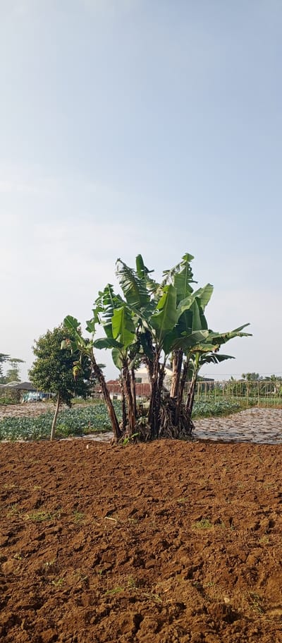 This vertical shot showcases a vibrant agricultural landscape in Kudawa, Sri Lanka, under a clear, light blue sky, likely in the morning or late afternoon.

The foreground consists of freshly tilled, reddish-brown soil, characterized by loose clumps and a few scattered, sparse green shoots, indicating recent cultivation or early growth.

Dominating the mid-ground is a dense clump of multiple banana trees, featuring sturdy, medium-brown trunks and large, bright green leaves. One of the banana trees on the left side of this cluster exhibits a hanging banana blossom (flower) and a developing bunch of small, green bananas. To the immediate left of the banana trees stands a smaller, leafy green tree with a slender trunk.

Behind these trees, the scene opens to a cultivated field, where low-lying green plants, possibly vegetables, are growing in neat rows. Portions of this field are covered with light-colored plastic sheeting, a common agricultural method. Further in the background, a metal fence or trellis structure stretches across the scene, and faint outlines of houses with reddish-brown roofs are visible, suggesting a semi-rural setting.

The lighting is bright and even, casting no harsh shadows, which contributes to a peaceful and serene atmosphere. No people or legible text are visible in the image. The overall impression is one of active and thriving agricultural production in a natural, tropical environment.