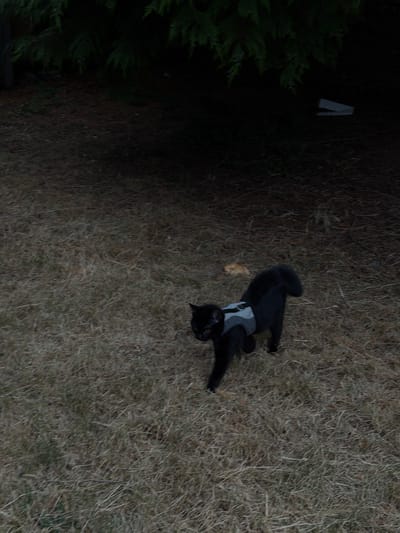 An aerial, high-angle shot shows a black cat wearing a light grey harness as it walks on dry grass. The cat is facing away from the camera, with its head turned to its right, and its tail is curled upwards. To the left of the image, a dark green evergreen tree is visible, casting a shadow over a portion of the ground. In the background, further to the left and partially obscured by the tree, is a small, white, triangular object, possibly a marker or a sign. The ground is covered in dry, light brown grass, with some patches of darker earth visible. The scene appears to be outdoors, likely in a park or yard, given the presence of the tree and grassy ground. The lighting suggests it could be daytime, though the shadow from the tree indicates it might be late afternoon or early morning. There is no visible text in the image.