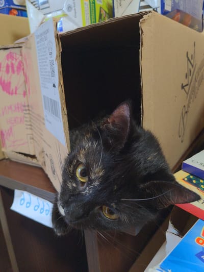 In the city of Сонячне, Ukraine, a calico cat is peeking out of a cardboard box. The cat has yellow eyes and dark fur with patches of orange and brown. It is looking directly at the camera. The box is open and appears to be full of other cardboard boxes and packaging materials. There is a white label with blue writing attached to the side of the box, partially obscured by the cat. The background is cluttered with more boxes and some books. The lighting is natural and appears to be coming from the right side of the image.