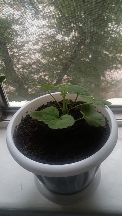 The image depicts a potted plant on a windowsill, with a screen door and trees visible in the background. The plant is a young, leafy green seedling in a white plastic pot filled with dark soil. The windowsill appears to be made of a light-colored material, possibly painted wood or concrete. The screen door is meshed, allowing light to filter through and casting dappled shadows on the background. The trees outside are lush and green, suggesting a warm season. The overall impression is one of a domestic setting, likely an indoor plant being nurtured by a window. There is no indication of the specific location within Taraz, Kazakhstan, beyond it being an urban or suburban environment with access to a window and natural light.