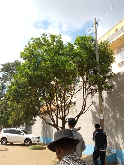 The image displays an outdoor street scene within a hospital ward in Kenya, under a partly cloudy sky. Three individuals are viewed from behind. In the immediate foreground, a person wears a dark fedora-style hat and a patterned shirt. Directly behind, a second person in a light grey hooded sweatshirt has their right hand raised with an open palm. To the right, a third individual in a dark jacket with light grey arm sections and dark trousers stands near a concrete utility pole. The pole supports multiple dark wires and has a white, rectangular notice attached. A large tree with extensive green foliage dominates the central mid-ground. Behind the tree and to the right, a multi-story building with light-colored (likely cream or yellow) upper sections and a grey lower facade is visible, featuring windows. To the left, a white Toyota RAV4 SUV is parked on a dirt or unpaved surface next to a small, circular green planter. Additional trees line the left side of the scene, partially obscuring a building with blue detailing. The scene is illuminated by bright daylight, casting distinct shadows on the building wall to the right.