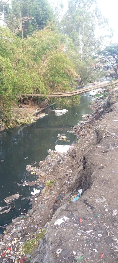 This image depicts a heavily polluted waterway in Thika Township ward, Kenya. The dark, murky water flows from the upper left towards the lower right, reflecting the sky and surrounding vegetation. Extensive solid waste, including white foam, plastic bags, bottles, and various unidentifiable debris, floats on the water's surface and is accumulated along both banks.
The left bank is densely vegetated with tall bamboo stalks and other green trees, some of which appear partially dry. Approximately mid-frame, three parallel, roughly cylindrical wooden logs or pipes form a makeshift bridge or crossing spanning the waterway from the left bank. These structures are elevated above the water, with some smaller support posts visible beneath them on the left bank.
The right bank, in the foreground, is characterized by severely eroded, dark brown soil with deep fissures and cracks. This bank is also extensively covered with refuse, including numerous white cigarette butts, plastic fragments, colorful wrappers, and other discarded items. Some sparse green vegetation attempts to grow amidst the debris and erosion. In the far background, on the right side beyond the river, indistinct structures or buildings are visible, partially obscured by trees, suggesting an adjacent urban or semi-urban area. There are no individuals or active interactions visible in the scene.