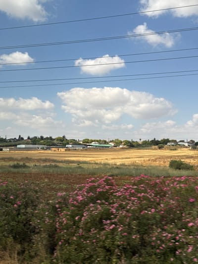 The image depicts a rural landscape under a bright, partly cloudy sky with several power lines running horizontally across the upper portion of the frame. The foreground is filled with out-of-focus pink flowers and green foliage. In the midground, there is a field of harvested golden hay, arranged in neat rows. Beyond the hayfield, a cluster of buildings is visible, featuring structures with green roofs and white walls, suggesting agricultural or industrial facilities. A line of trees and houses forms a backdrop, with a low hill rising behind them. The scene appears to be located in or around the city of Modi'in-Maccabim-Re'ut, Israel, given the typical agricultural and residential patterns found in the region. No people or animals are discernible in the image.
