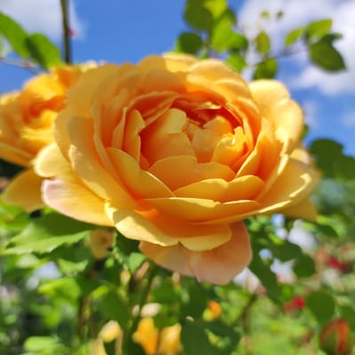 The image showcases a close-up view of a vibrant yellow rose in full bloom, set against a backdrop of a bright blue sky with scattered white clouds. The rose is the primary subject, with its layered petals displaying a warm gradient of yellow and hints of orange. Sunlight catches the edges of the petals, highlighting their delicate texture and creating soft shadows within the bloom.
To the left and slightly behind the main rose, another yellow rose is partially visible, suggesting a cluster of flowers. Lush green leaves of the rose bush frame the blooms, adding depth and contrast to the scene. The background is softly blurred, with hints of other foliage and perhaps other flowers in shades of red and yellow, indicating a garden setting.
The overall impression is one of natural beauty and a warm, sunny day. The bright lighting and clear sky suggest it is daytime, likely midday or early afternoon. The setting appears to be outdoors in a garden or park, given the presence of multiple flowers and greenery. There is no visible text in the image. The image evokes feelings of peace, joy, and appreciation for nature. The location context of Navoloki, Russia, provides a specific geographical setting for this natural scene.