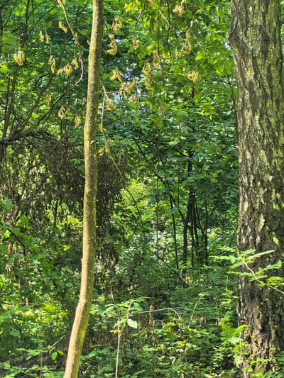 The image depicts a dense forest scene. In the foreground, a slender tree trunk with mossy bark stands vertically, slightly off-center to the left. To the right, a larger, more mature tree trunk with rough, deeply fissured bark dominates the right side of the frame. The background is filled with lush green foliage, including various trees and undergrowth, creating a dense, verdant canopy. Some branches in the middle ground are adorned with clusters of pale yellow, dried seed pods or flowers. The lighting suggests it is daytime, with sunlight filtering through the leaves, creating dappled shadows. There are no people or animals visible in the image. The environment appears natural and wild, characteristic of a forest setting.