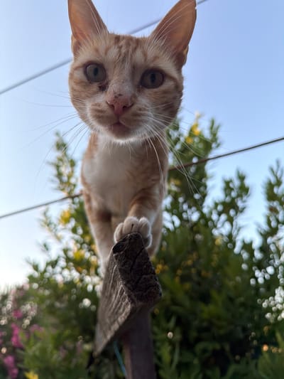 An extreme low-angle, full-frame shot captures an orange tabby cat balanced on a weathered wooden post. The cat's face, dominating the upper half of the frame, is tilted downwards, its gaze directed at the camera. The cat has light brown fur with darker orange stripes, white fur on its chest and paws, and a pink nose. Its ears are large and pointed, and its whiskers are long and prominent. The cat's right paw is resting on the post, while its left paw is extended forward. The background consists of a clear blue sky and out-of-focus green foliage with hints of pink and yellow flowers, suggesting an outdoor setting in Novxanı, Azerbaijan. The lighting suggests it is daytime, possibly late afternoon due to the warm tones. The composition is dynamic, with the cat's forward-leaning posture creating a sense of immediacy and curiosity.