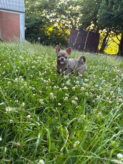 A small, tan Chihuahua dog stands in a field of green grass and white clover flowers. The dog is facing the camera with its tongue sticking out slightly. It is wearing a light brown harness. In the background, a brick building with a grey roof is visible on the left. To the right of the building, trees with bright green foliage and dappled sunlight create a warm, natural setting. A dark brown climbing wall with colorful holds is also visible in the background amongst the trees. The overall scene suggests an outdoor environment in a semi-rural or suburban area, potentially a park or garden.
