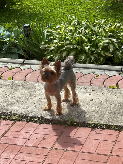 A Yorkshire Terrier stands on a concrete path next to a garden. The dog is small and brown and tan with erect ears and a fluffy tail. Behind the dog, a garden is visible with lush green plants and some flowers. The path is made of concrete and lined with red brick pavers. The image is taken on a sunny day. The location is identified as Chusovoy, Russia. There are no people visible in the image.