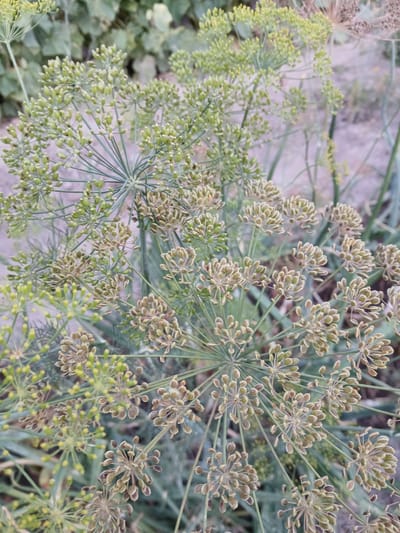 The image shows a close-up view of dill plants with developing seeds and flowers. The plants are a vibrant green, with some seed heads showing a light brown hue as they mature. The background is softly blurred, suggesting an outdoor setting, likely a garden or field. The focus is entirely on the botanical details of the dill. There are no people or any other discernible objects or actions in the scene. The location is provided as Коктал, Kazakhstan, implying this is a natural or cultivated landscape within that region.