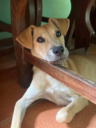 A light brown dog with dark brown eyes and floppy ears rests its head on a wooden beam. The dog is lying down on a reddish-orange tiled floor, partially obscured by wooden furniture. The background is a solid green wall. The image appears to be taken indoors, likely in a residential setting in Villa de Cura, Venezuela.