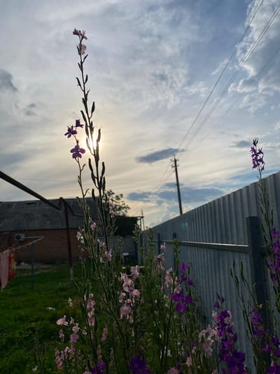 The image captures a close-up view of wild delphinium flowers, some pink and some purple, in the foreground. Behind the flowers, a grey corrugated metal fence runs horizontally. Beyond the fence, power lines are visible against a cloudy sky. To the left, a brick building with a grey roof and an air conditioning unit is partially visible, with laundry hanging on a line in front of it. The scene appears to be an outdoor setting in the city of Kisliakovskaya, Russia, possibly a backyard or a rural area, during a cloudy day with the sun peeking through. There are no people or animals present in the image.