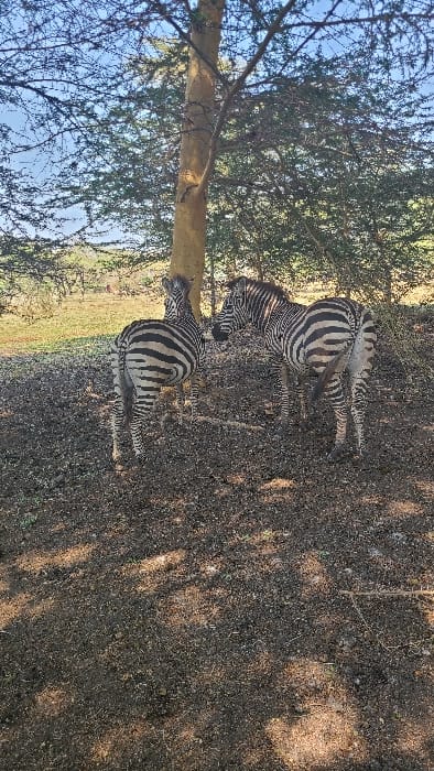 Two zebras stand under a tree in a natural environment in the vicinity of Mto wa Mbu, Tanzania. The foreground consists of dark, dry earth with scattered debris and minimal sparse vegetation, partially illuminated by sunlight filtering through the canopy. A large tree with a light brown, smooth trunk is positioned slightly left of center, extending upwards with numerous branches carrying sparse green leaves. To the left of the tree trunk, one zebra stands with its back largely to the viewer, facing slightly left. To the right of the tree, the second zebra stands facing left, with its head turned towards the first. Both zebras display distinct black and white stripe patterns across their bodies. The background reveals dense green foliage and trees, with an expanse of lighter green grassland visible further in the distance beneath a clear blue sky. No human subjects or man-made objects are visible.