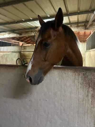 A single bay horse with a white blaze on its face is positioned within an indoor stable in Kfar Monash, Israel. Its head and a portion of its neck are visible, extending over a light-colored, scuffed concrete or rendered stall wall that bisects the lower half of the image. The horse's dark eye is open, and its dark muzzle, featuring visible pink skin around the nostrils, is directed downwards and slightly left. The horse's mane is dark.

The stable interior features a corrugated metal roof supported by metal beams across the upper frame. The walls are uniformly light-colored concrete or block, exhibiting vertical streaking and discoloration consistent with wear and moisture. In the background on the left, a section of metal bars, likely part of another stall, is visible behind which a darker area exists. A dark, curved metal object is affixed to the wall in this area. To the right, beyond another concrete wall, a terracotta-tiled roof structure is discernible in the distance. The scene is illuminated by consistent, even indoor lighting.