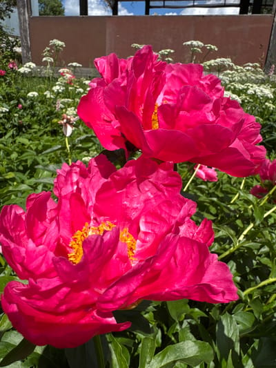 In an outdoor setting, two vibrant pink peonies with yellow centers are in the foreground, dominating the frame. Behind them, a lush garden with green foliage and smaller white flowers creates a blurred background. In the distance, a light brown structure with dark framed windows is visible, and the sky above is partly cloudy. The location is identified as Mars, Russia.