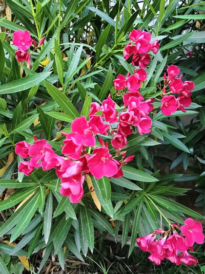 The image shows a close-up view of a flowering plant with vibrant pink blossoms and long, green, lance-shaped leaves. The flowers are clustered together on stems, with some appearing fully open and others in bud. The foliage is dense and forms a lush backdrop. The scene appears to be outdoors, with a hint of dry grass and fallen leaves visible at the bottom of the frame, suggesting a natural or garden setting. The lighting suggests it could be daytime. There are no people or animals visible in the image. The context of Pozzuoli, Italy, is not visually discernible from the image itself.