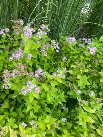 This media file is a close-up, overhead shot of a bush with small, light purple flowers and bright green leaves. Some of the flowers are in bloom, while others are dried and brown. In the foreground on the left side of the image, there are tall, green blades of grass. The scene appears to be outdoors, likely in a garden or park, given the presence of lush vegetation. The lighting suggests it is daytime, possibly late afternoon with a soft, diffused light. There are no people or explicit objects visible, only the natural elements of plants. The location context provided is Konstantynów Łódzki, Poland, which offers a geographical clue to the setting. The image is devoid of any visible text.