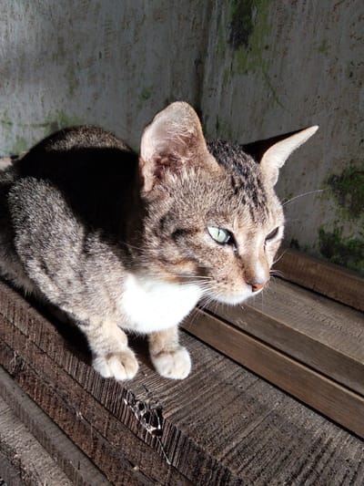 A brown and white tabby cat with green eyes is positioned on a stack of weathered wooden planks. The cat is looking to the right of the frame. The background consists of a textured, possibly concrete, wall with patches of green growth. The scene appears to be outdoors, with sunlight casting a shadow on the cat and the wall. The location is specified as Benuaraja, Indonesia.