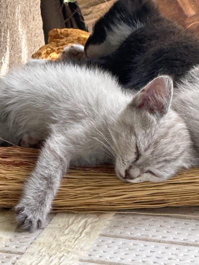 A close-up shot captures two kittens asleep on a woven mat. The kitten in the foreground, with pale grey fur, is curled on its side, its face nestled in its paws. Its eyes are closed, and its whiskers are visible. Behind it, a second kitten, primarily black with white markings on its chest and head, is also sleeping. The background consists of a textured, light-colored surface, possibly a wall or rough fabric, and a piece of textured orange material. The lighting suggests an outdoor or well-lit indoor environment. The scene does not depict any specific location within Novopavlovka, Kyrgyzstan, nor does it contain any elements that can be used to identify a specific urban setting.