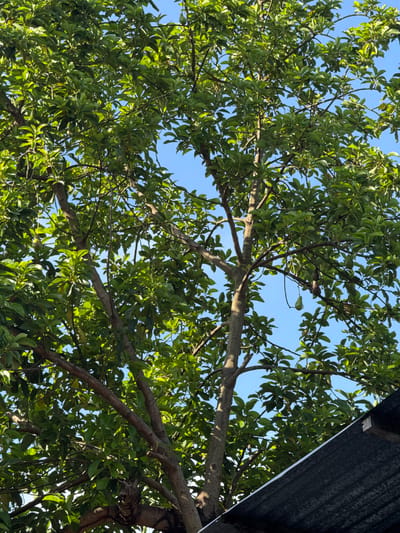The image depicts a verdant tree under a clear blue sky, located in Carmen, Philippines. The tree's canopy is dense with numerous green, ovate leaves, many of which are brightly illuminated by direct sunlight, showing distinct highlights and shadows. Multiple brown branches are visible, traversing the frame, with sections of the main trunk also apparent. Two green, pear-shaped fruits, identified as avocados, hang from slender stalks on distinct branches in the upper-right portion of the tree. A dark, diagonally oriented structure, consistent with a sloped roof or awning, occupies the lower right section of the frame. No people, animals, or additional significant objects are present within the observable scene.