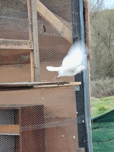 In Moshtanets, Bulgaria, a blurry white bird is flying near a wooden structure covered with chicken wire. The structure appears to be a chicken coop or similar enclosure. The background shows trees without leaves and a green area. The scene is taken from above. There is no sign of any people.