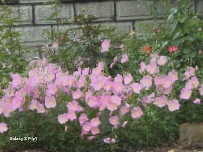 The image displays a vibrant garden scene dominated by a dense cluster of pink flowers in the foreground and midground, set against a grey brick wall. The numerous small, light pink blooms, possibly a species of evening primrose (Oenothera), each feature a subtle yellow center and are interspersed among lush green foliage. Some individual flowers appear to have four or five petals.

In the background, behind the main bed of pink flowers, a sturdy wall constructed from large, textured grey blocks or bricks is visible. The wall shows distinct mortar lines and a rugged surface pattern. Taller green plants and bushes grow along the base of the wall and extend into the upper portions of the frame. Among these, a few smaller red or orange-red flowers can be seen on the right side, adding a contrasting splash of color.

The scene is captured during the daytime, under soft lighting conditions that suggest an overcast sky or dappled shade. The overall image has a slightly diffused or painterly quality, particularly noticeable in the textures of the wall and the individual flower petals. There is no discernible human activity. In the bottom left corner, white text reads "Galaxy Z Flip7," indicating the camera device used. While the provided context specifies Kalipetrovo, Bulgaria, there are no overt visual cues within the image itself to confirm this geographical location beyond a typical garden setting.