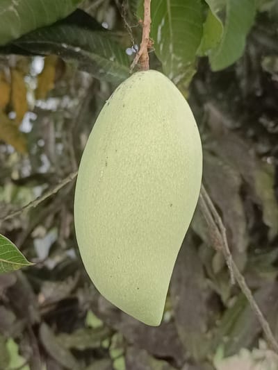 A close-up shot captures a light green, unripe mango hanging from a thin, brown stem. The mango is the primary subject, its oval shape and slightly textured surface filling the majority of the frame. Above and behind the mango, blurred green leaves and branches of the mango tree form the background. A few small, white, possibly insect eggs, are visible on a fine strand of webbing attached to the stem. The overall lighting suggests it is daytime, and the soft focus of the background implies an outdoor setting, likely in a tropical or subtropical climate, consistent with the location context of Meunasah Pupu, Indonesia. There is no visible text in the image. The focus is entirely on the natural scene of the fruit on the tree.