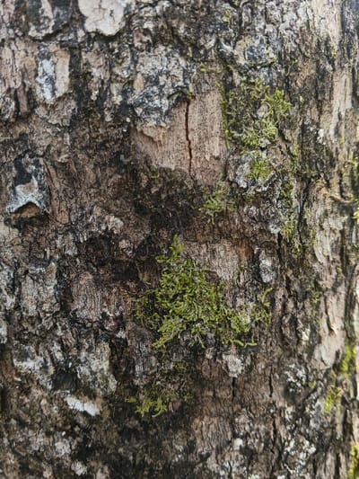 A close-up shows rough tree bark with patches of green moss. The bark is primarily a mix of brown, gray, and black, deeply furrowed and textured with flakes. Patches of vibrant green moss grow in clusters, adding a splash of color. The natural light highlights the contrasting textures.