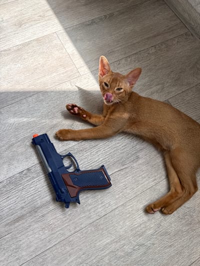 A ginger cat lies on a light grey wooden floor next to a toy pistol. The cat is partially curled up with its head turned towards the camera, its tongue is sticking out. The pistol is dark blue with brown grips and a silver barrel. There are distinct shadows cast across the floor, suggesting bright sunlight. The overall scene is indoors, likely in a home, with the sunlight indicating it is daytime. No text is visible in the image.