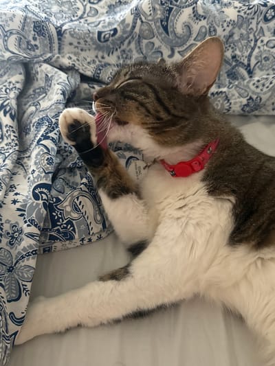 A tabby cat with white fur on its chest and paws lies on a bed with patterned blue and white sheets. The cat is grooming its front paw, with its tongue visible. It is wearing a red collar with a small tag. The background is soft and out of focus, indicating a casual indoor setting, likely a bedroom. There are no people present. This image was captured in Oeiras, Portugal.