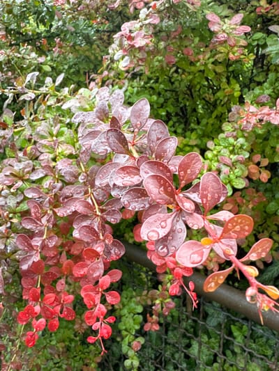 The image displays a close-up view of a vibrant, red-leafed shrub, likely a Japanese Barberry, adorned with numerous glistening water droplets, suggesting recent rainfall. The leaves are small, ovate, and clustered along delicate stems. The shrub is dense, with layers of foliage creating depth and texture. In the background, a blurred expanse of green leaves suggests other vegetation, possibly part of a garden or park setting. A dark, horizontal railing runs across the mid-ground, partially obscured by the shrub's branches. Below the railing, a weathered, dark metal fence with a diamond pattern is visible. The overall scene is naturalistic, with a focus on the wet foliage and the rich color contrast between the red leaves and the green backdrop. The location is Bietigheim-Bissingen, Germany.