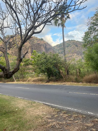 The image depicts a scenic view along a rural road in Gerokgak, Indonesia. In the foreground, a paved asphalt road runs horizontally across the frame, bordered by a grassy shoulder on the left and dry vegetation and rocks on the right. A large, bare-branched tree with thick, twisted limbs dominates the left side of the image, its branches reaching towards the sky. Behind the tree, lush green foliage and more distant, arid hills form the backdrop. A tall palm tree stands prominently in the middle ground, its fronds fanned out against a partly cloudy blue sky. The terrain suggests a tropical or subtropical climate. There are no people or animals visible in the image.