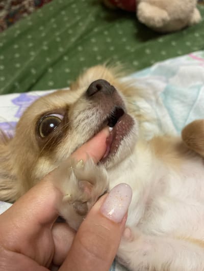 A close-up, eye-level shot shows a small, tan-colored dog, likely a chihuahua, lying on its back on a white, patterned blanket. A human hand, with a pale pink nail polish adorned with gold flecks, is interacting with the dog's mouth and paw. The dog's eyes are open and focused, with one slightly larger than the other. Its mouth is open, revealing its tongue and teeth. The hand is gently touching the dog's chin, and the dog's paw is resting on the hand. The background consists of a green, textured surface with small white dots, possibly a blanket or bedding. The lighting is dim, creating soft shadows. There is no identifiable location in the city of Andzhiyevsky, Russia.