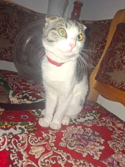 An indoor scene in Khujayli, Uzbekistan, depicts a domestic cat seated upright on a red, ornate patterned cushion or rug. The cat exhibits white fur with grey tabby markings on its head and back, features folded ears, and wears a thin red collar. Its eyes are wide and appear yellow-green. A large, transparent, spherical object, possibly glass or plastic, is visible behind and to the left of the cat. To the cat's right, a wooden furniture element and another patterned textile, darker in tone, are present in the background. The lighting suggests an interior setting.