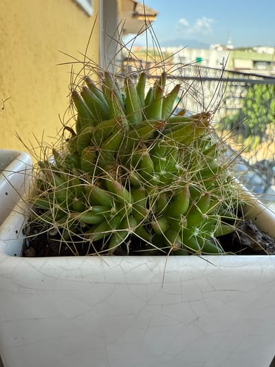 The image shows a close-up of a cactus in a white ceramic pot, with a blurred background of a city skyline and a blue sky with some clouds. The cactus is green and spiky, with many thin, sharp spines. It is planted in dark soil. The pot is white and has a cracked glaze. In the background, buildings and trees are visible, suggesting an urban environment. The lighting suggests it is daytime. The scene is likely set on a balcony or windowsill, given the view of the city and sky. This view is consistent with a location in the city of Blanes, Spain, which is a coastal town with a Mediterranean climate and a prominent cityscape visible from many vantage points. There are no people or animals present in the image.