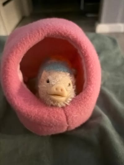 A close-up shot captures a fluffy, cream-colored plush toy with a pink, circular bed. The toy has a small black eye on its left side and a pink snout with two small nostrils. A thin band of blue fabric is visible across the top of its head. The plush toy is nestled inside the pink bed, which has a soft, fuzzy texture. The background consists of a dark green, textured surface, possibly a blanket or upholstery. The image is an indoor, domestic scene. There is no information available about the location in the city of Syktyvkar, Russia.