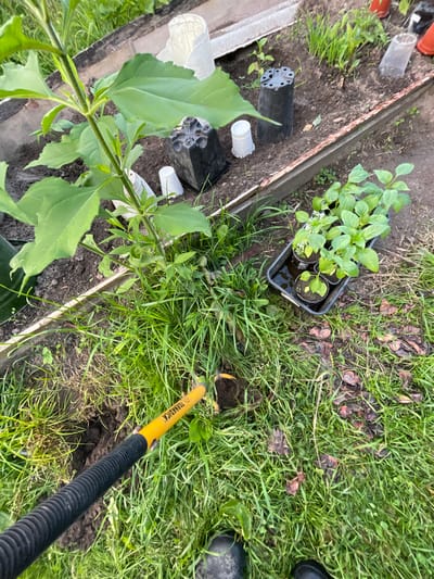 The image shows a gardener's hands holding a trowel with a yellow handle and black ribbed grip, digging into a patch of grass. The trowel has text on the yellow part that reads "TORNADICA". The gardener is wearing black boots, partially visible in the lower right corner of the image. The scene appears to be an outdoor garden area.
In the background, there are several small potted plants, likely seedlings, in a black plastic tray. There are also some empty pots and gardening supplies scattered around on the dark soil. A larger plant with broad green leaves is in the foreground, to the left. The ground is a mix of dark soil and green grass, with some dried leaves and debris visible amongst the grass.
The lighting suggests it is daytime, possibly late afternoon or early morning due to the shadows and overall brightness. The overall impression is that of a gardening task in progress, with the gardener preparing to plant or transplant. The location is identified as Zarechny, Russia. No specific weather conditions are evident, but the greenery suggests a temperate season.