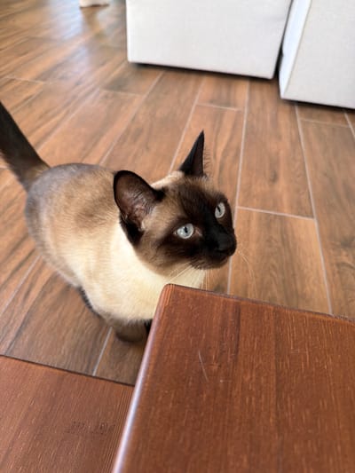 A Siamese cat with blue eyes and dark brown points is standing on a wooden floor, looking up at the camera. The cat is mostly light cream-colored with darker brown ears, face, and tail. In the foreground, a portion of a brown wooden table is visible. The background shows a light-colored furniture piece and more of the wooden floor. The image appears to be taken indoors. There is no information about the location in Kerro, Russia.