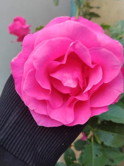 A close-up, high-angle shot showcases a vibrant pink rose, its petals unfurling in intricate layers. The rose is held by a hand wearing a black, ribbed glove, with the gloved hand angled to the lower left of the frame, partially obscuring the bottom left of the rose. In the background, out of focus, a second smaller pink rosebud is visible to the upper left, and green foliage is present to the right. The scene appears to be outdoors, with a muted, light-colored wall or background behind the roses, and a hint of pale blue at the top edge of the frame. The image does not contain any specific geographical indicators that would place it within the city of Cîrpești, Moldova.