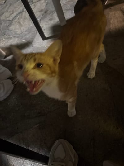 An orange and white cat stands on a dark, rough-textured ground, possibly a stone pathway, in Harmanli, Bulgaria. The cat is angled towards the camera with its mouth open, revealing sharp teeth and a pink tongue. Its eyes are dark and appear to be reflecting light. The cat's fur is a mixture of ginger and white, with distinct tabby markings on its head and back. In the background, parts of furniture, possibly a table and chairs, are visible. On the left side of the image, a white sneaker is partially visible, and in the lower part of the frame, another person's foot wearing a light-colored sneaker is present. The lighting is dim, suggesting it may be nighttime or an indoor dimly lit area.
