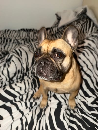 An adult French Bulldog is resting on a bed with black and white zebra-patterned bedding. The dog is fawn-colored with a black muzzle and dark eyes. It is sitting upright, facing the left of the frame, with its head tilted slightly upwards. The background consists of the same zebra-patterned bedding and a plain light-colored wall. The image appears to be taken indoors, possibly in a bedroom. There is no indication of the location in Baloži, Latvia.