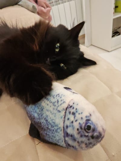 In a close-up, interior shot, a fluffy black cat with bright green eyes lies on a tan, quilted surface. The cat's left paw is extended, resting on a plush toy fish that is patterned with blue and black speckles. The cat's gaze is directed towards the viewer. The background is out of focus, but suggests a domestic setting with a white radiator and a white shelf unit visible. There is no indication of the city of Kalmykovo, Russia, within the image.