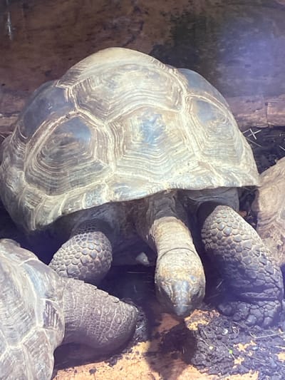 The image displays two large land tortoises situated within an enclosure at the Parc Zoologique & Botanique de Mulhouse in Mulhouse, France. The primary subject is a large tortoise centrally positioned, facing forward with its head slightly lowered. Its domed carapace is gray-brown with clearly defined scutes exhibiting concentric growth rings. The head is elongated and scaled. Thick, scaled legs are visible, with the front right leg prominent and the left front leg partially obscured. A second tortoise is partially visible on the left side of the frame, showing a portion of its shell and a scaled front leg adjacent to the main tortoise. The ground consists of reddish-brown soil mixed with darker, coarse material. The background appears as a blurred, textured brownish surface, indicative of an enclosure wall. The tortoises appear to be stationary; no specific actions or interactions are depicted.