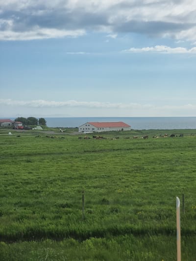 The image shows a pastoral scene in the city of Akraneskaupstaður, Iceland. A vast, green field stretches across the foreground, dotted with small yellow wildflowers. In the middle ground, a herd of cows grazes peacefully. Several farm buildings with red roofs are visible in the background, along with a body of water, likely the ocean, and a hazy horizon line. The sky is partly cloudy, with dramatic grey and white clouds against a pale blue backdrop.